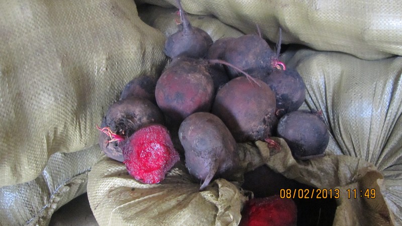 The best ways to store beets: choosing the right one and protecting the crop from spoilage
