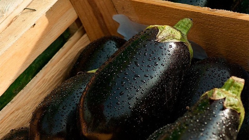 Is eggplant possible for gastritis: arguments for and against, acceptable ways of use