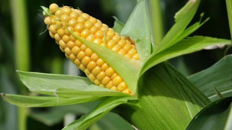 Is it possible to eat raw corn: the benefits and harms of fresh vegetables, possible contraindications