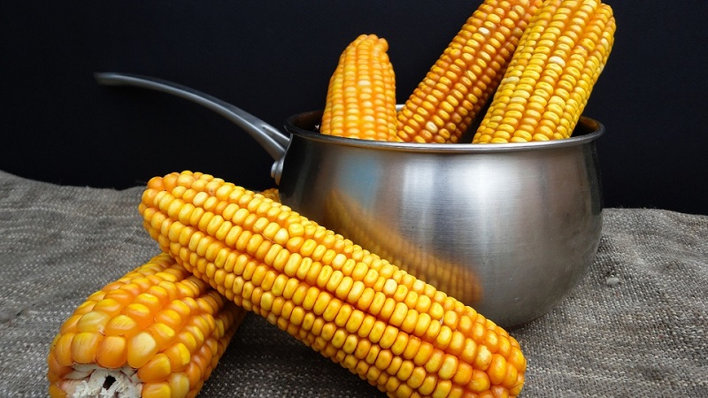 Is it possible to eat boiled corn while losing weight: calorie content, harm and benefits of cereal