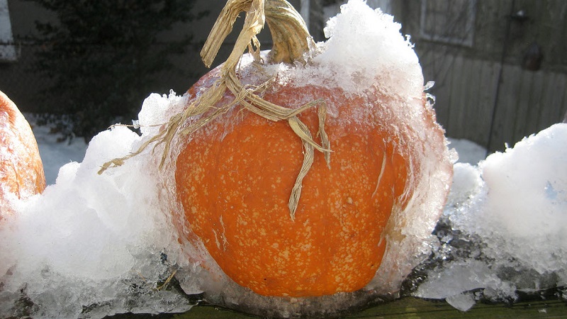 Is it possible to freeze a pumpkin while retaining the maximum of useful properties: we will study all possible options and choose the best