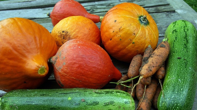 Is it possible to freeze a pumpkin while retaining the maximum of useful properties: we will study all possible options and choose the best
