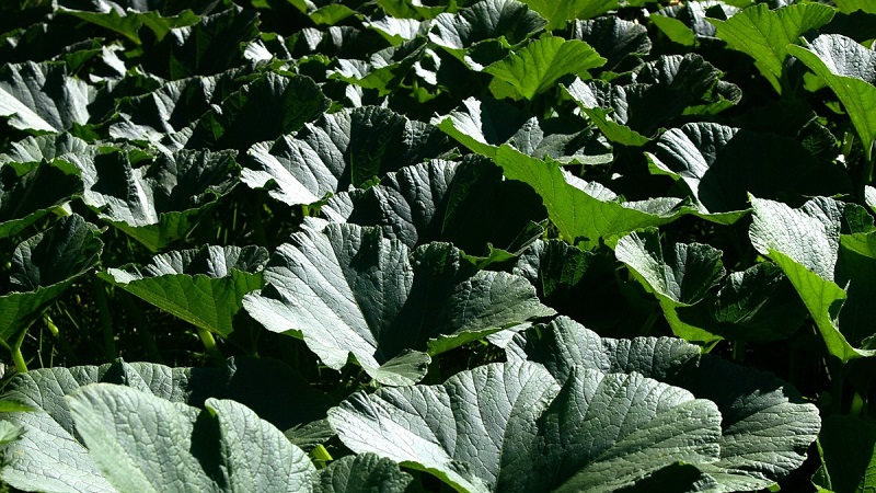 Traditional methods of treatment with pumpkin leaves: how to use them in the fight against diseases