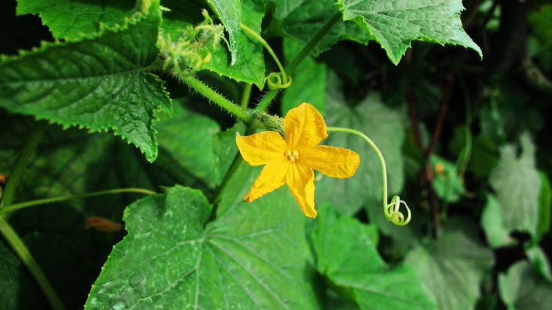 Traditional methods of treatment with pumpkin leaves: how to use them in the fight against diseases