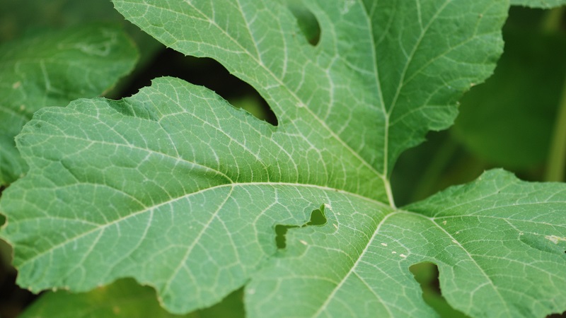 Traditional methods of treatment with pumpkin leaves: how to use them in the fight against diseases