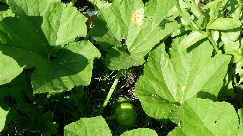 Traditional methods of treatment with pumpkin leaves: how to use them in the fight against diseases