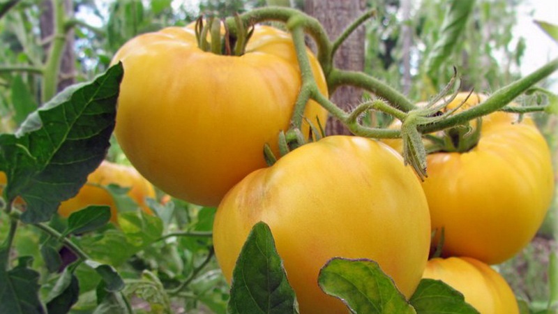 Named for its tallness, the unusual tomato Giraffe