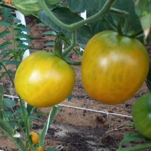 Named for its tallness, the unusual tomato Giraffe