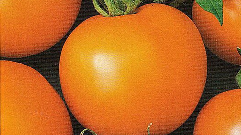 Named for its tallness, the unusual tomato Giraffe