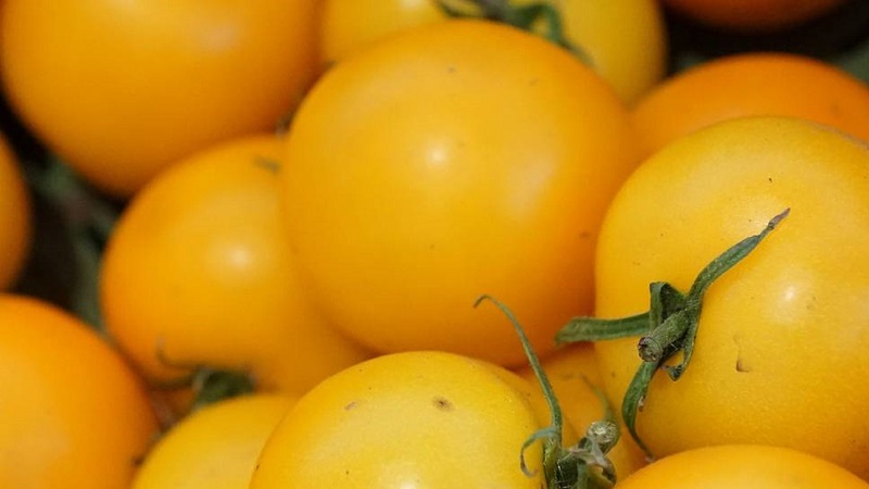Named for its tallness, the unusual tomato Giraffe