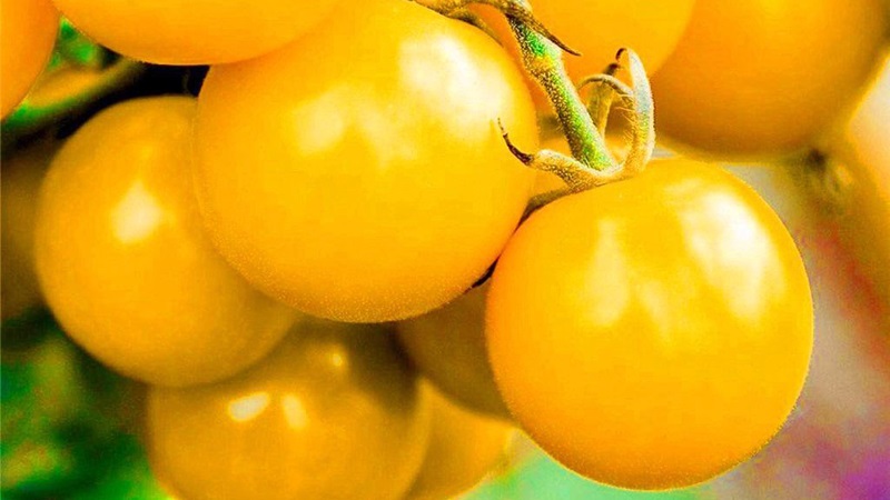 Named for its tallness, the unusual tomato Giraffe