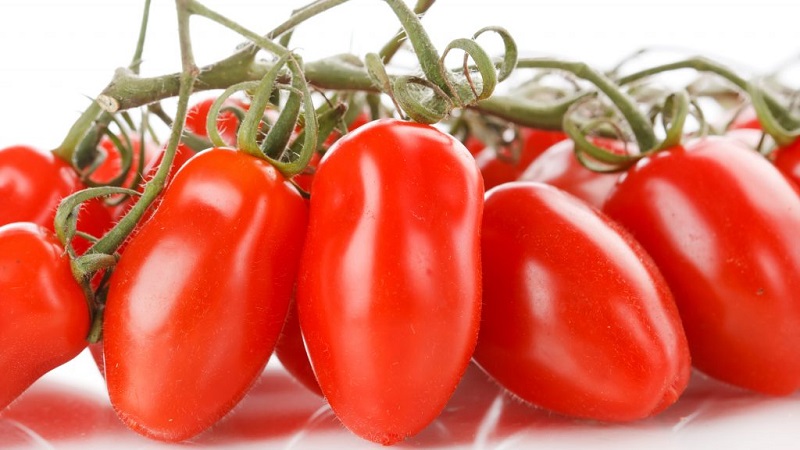 Non-capricious in care and ideal for pickling French bunch tomato: an overview of the variety and the nuances of care