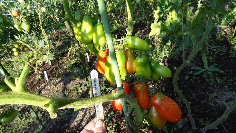 Non-capricious in care and ideal for pickling French bunch tomato: an overview of the variety and the nuances of care