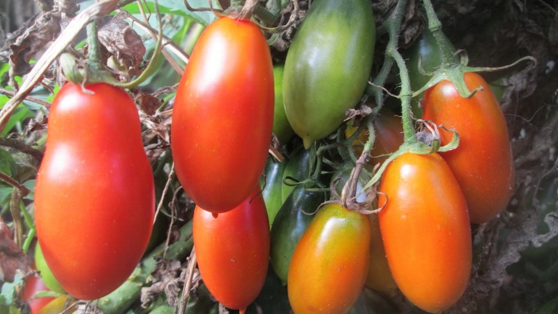 Non-capricious in care and ideal for pickling French bunch tomato: an overview of the variety and the nuances of care