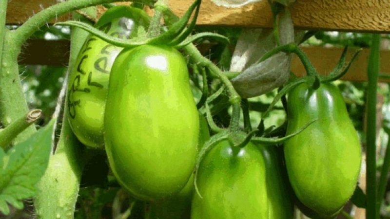 Non-capricious in care and ideal for pickling French bunch tomato: an overview of the variety and the nuances of care