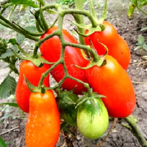 Non-capricious in care and ideal for pickling French bunch tomato: an overview of the variety and the nuances of care