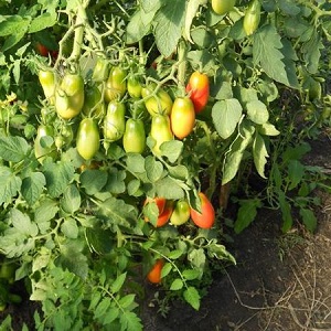 Non-capricious in care and ideal for pickling French bunch tomato: an overview of the variety and the nuances of care