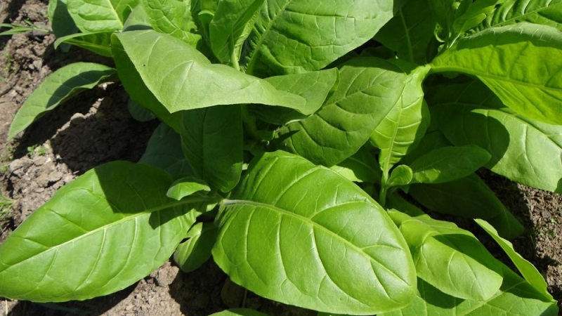 Easy-care soft oriental tobacco Oriental