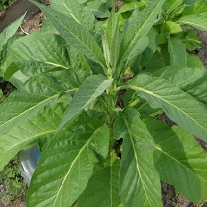 Easy-care soft oriental tobacco Oriental