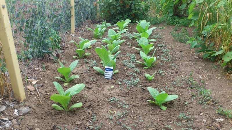 Easy-care soft oriental tobacco Oriental