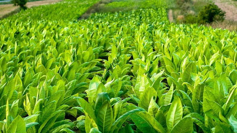 Easy-care soft oriental tobacco Oriental