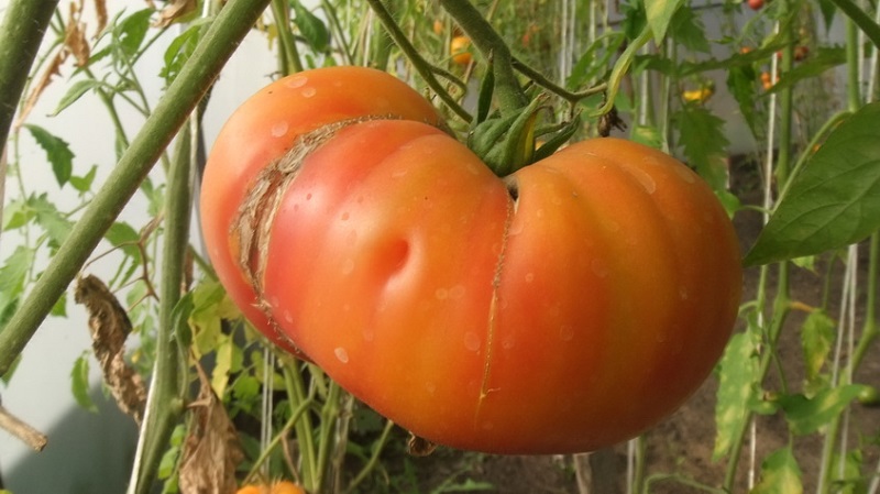 Incredibly sweet and amazingly beautiful tomato Honey salute