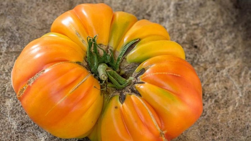 Incredibly sweet and amazingly beautiful tomato Honey salute