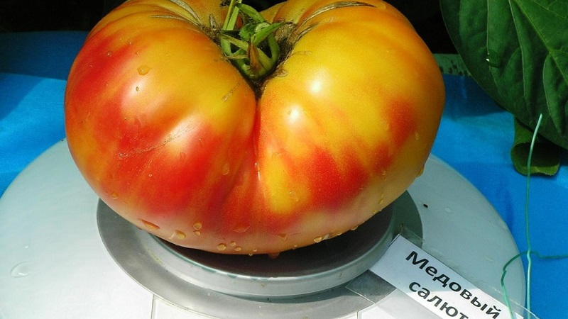 Incredibly sweet and amazingly beautiful tomato Honey salute
