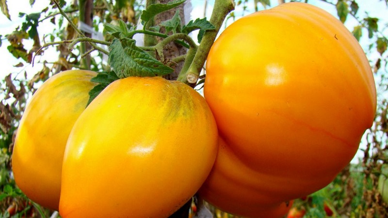 The newest promising variety that you will like is the tomato King of Siberia: photos and distinctive features