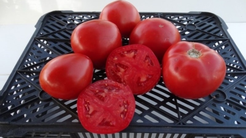 A new variety that managed to conquer the hearts of summer residents - the Big Mom tomato and the secrets of growing large fruits