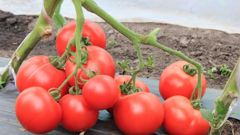 A new variety that managed to conquer the hearts of summer residents - the Big Mom tomato and the secrets of growing large fruits