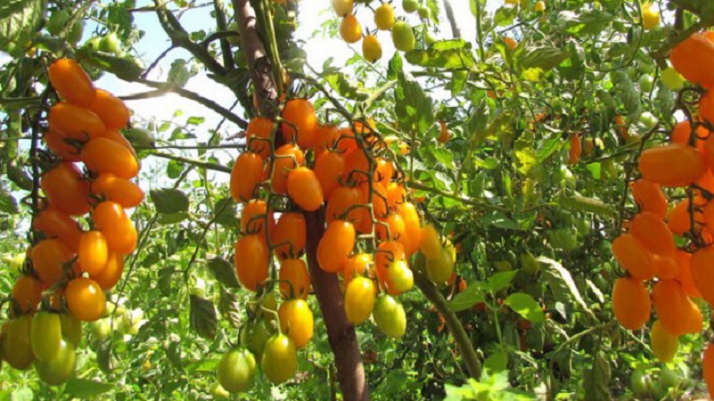 Adored by children and adults, a bright greenhouse hybrid with a fruity flavor - Tomato Date yellow