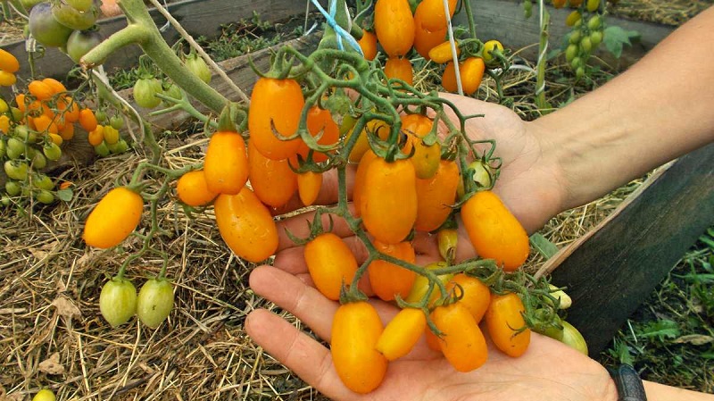 Adored by children and adults, a bright greenhouse hybrid with a fruity flavor - tomato Yellow date