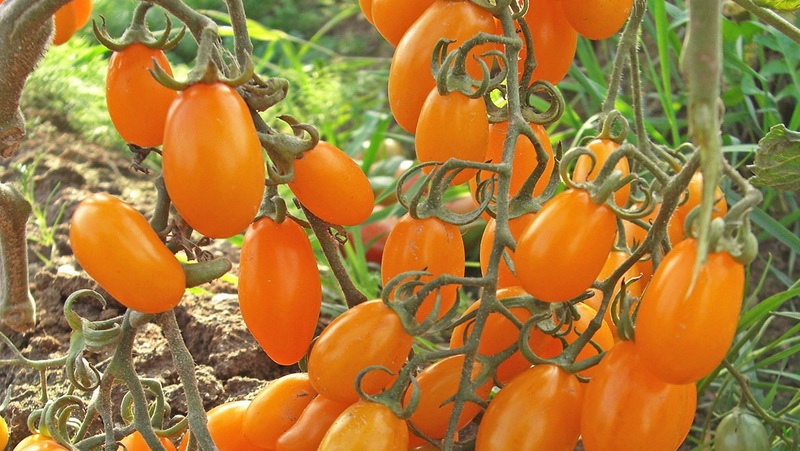 Adored by children and adults, a bright greenhouse hybrid with a fruity flavor - Tomato Date yellow