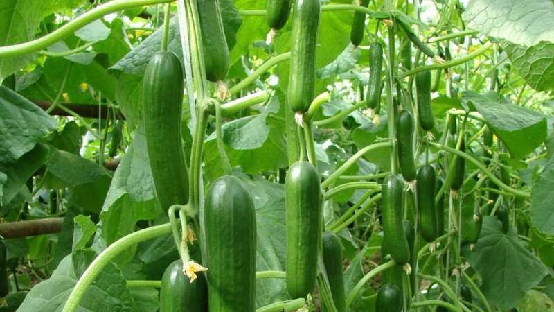 Very tasty and fruitful Stella cucumbers: we get to know the variety and try to grow it ourselves