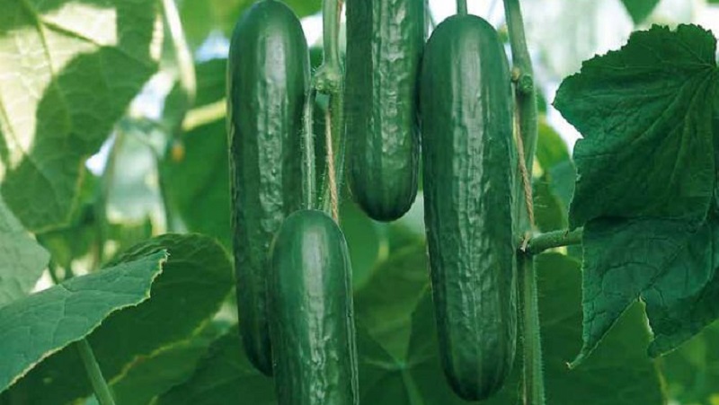 Very tasty and productive Stella cucumbers: we get to know the variety and try to grow it ourselves
