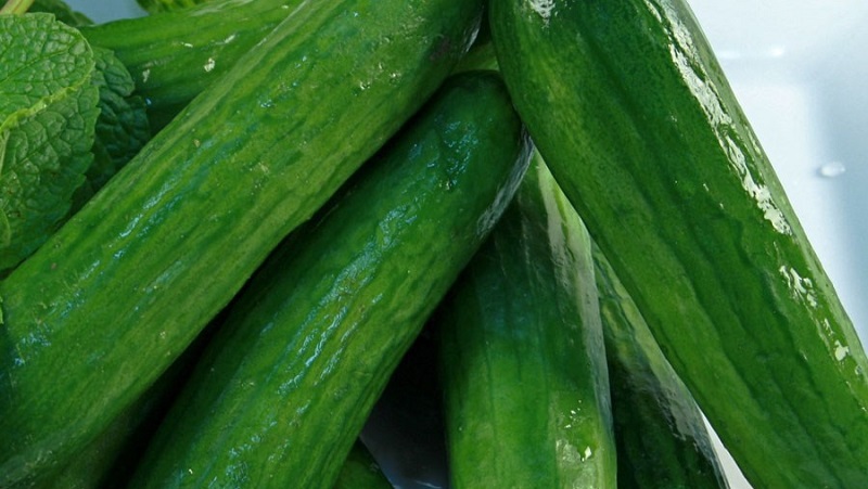 Very tasty and productive Stella cucumbers: we get to know the variety and try to grow it ourselves