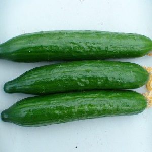 Very tasty and fruitful Stella cucumbers: we get to know the variety and try to grow it ourselves