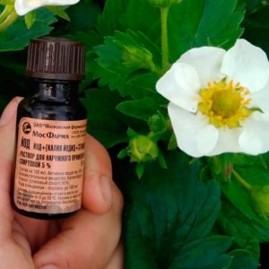 Secrets of experienced summer residents - spraying tomatoes with iodine: the purpose of processing and a step-by-step guide for its implementation