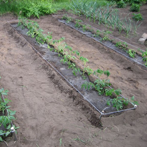 Secrets of experienced summer residents - spraying tomatoes with iodine: the purpose of processing and a step-by-step guide for its implementation