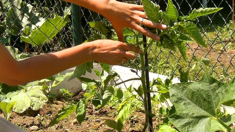 Features of growing a hybrid of Tornado tomatoes