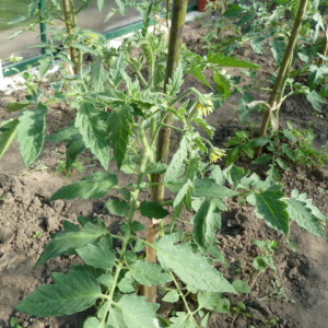 We correct the care of tomatoes: why tomatoes do not bloom in the greenhouse how to properly help the bushes