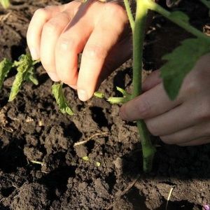 We correct the care of tomatoes: why tomatoes do not bloom in the greenhouse how to properly help the bushes