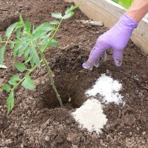 We correct the care of tomatoes: why tomatoes do not bloom in the greenhouse how to properly help the bushes