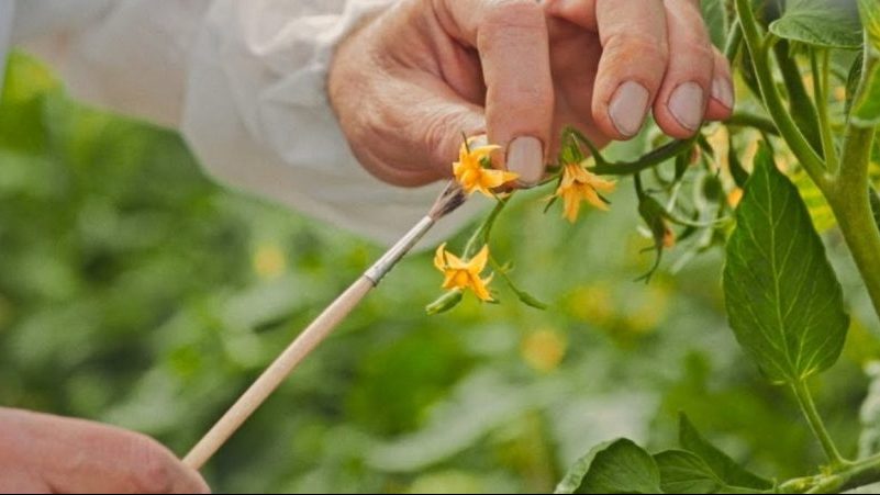 We correct the care of tomatoes: why tomatoes do not bloom in the greenhouse how to properly help the bushes