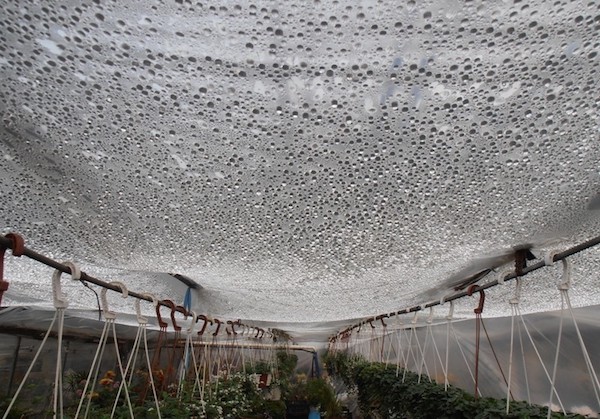 We correct the care of tomatoes: why tomatoes do not bloom in the greenhouse how to properly help the bushes