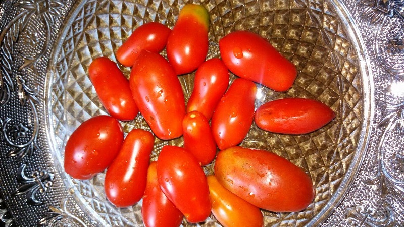 Why gardeners like tomato Delicacy so much and how to grow it on their site, having received a bountiful harvest