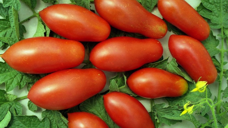 Why gardeners like tomato Delicacy so much and how to grow it on their site, having received a bountiful harvest