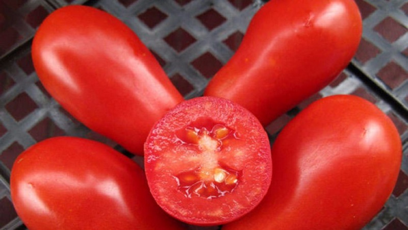 Why gardeners like tomato Delicacy so much and how to grow it on their site, having received a bountiful harvest