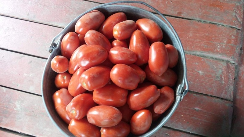 Why gardeners like tomato Delicacy so much and how to grow it on their site, having received a bountiful harvest